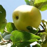 Дочь папировки_0x160 Любимый сад